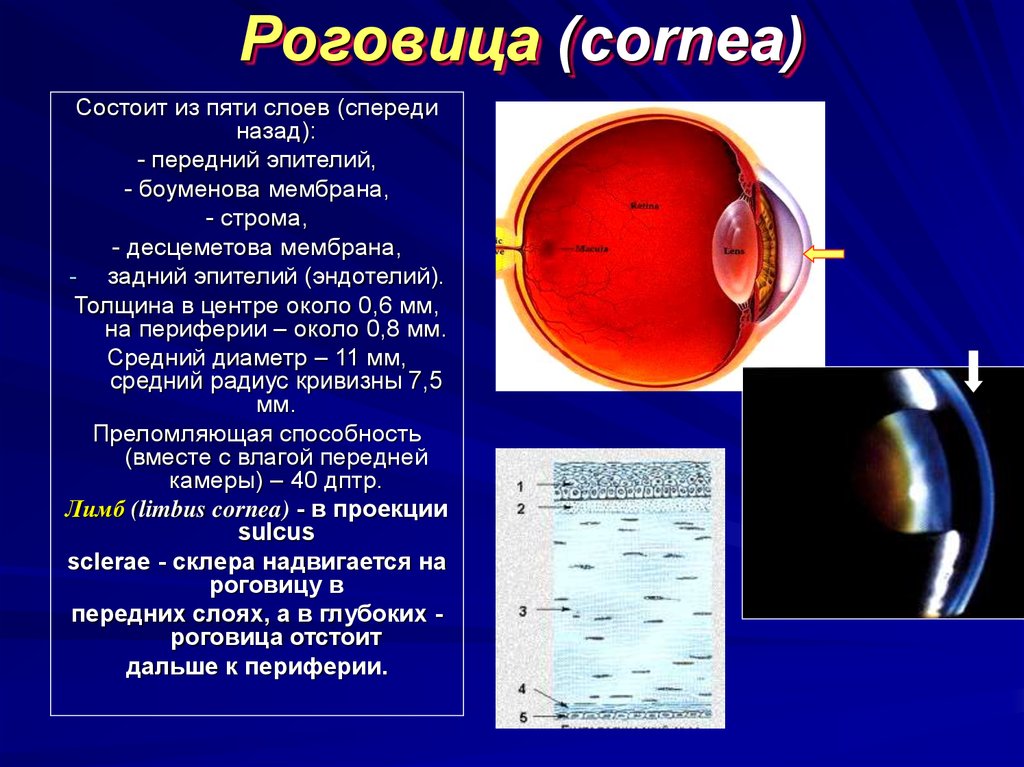Роговица (cornea)