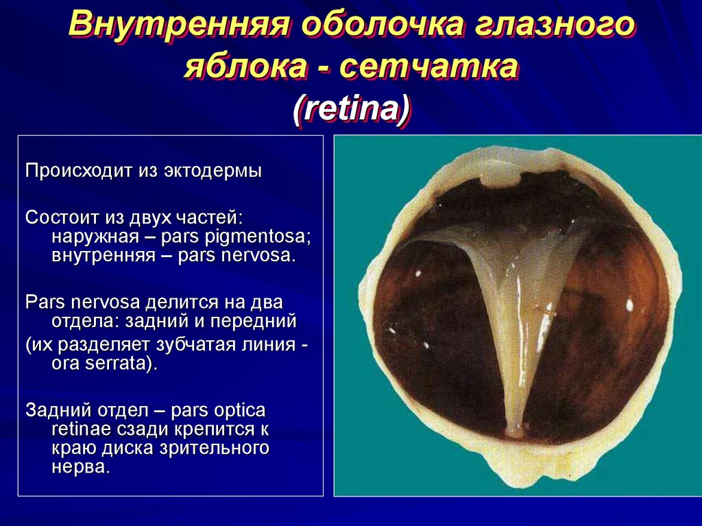 Внутри оболочка. Внутренняя оболочка глазного яблока. Внутренняя оболочка глаза сетчатка. Внутренняя оболочка глазного яблока сетчатка. Части сетчатой оболочки глазного яблока.