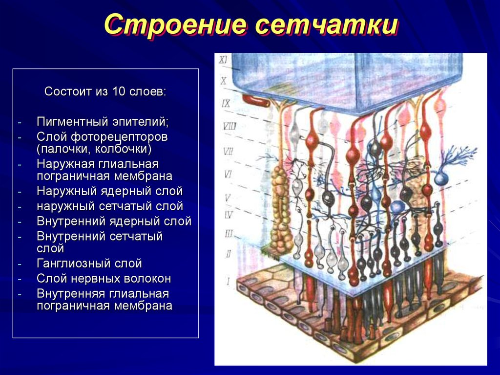 Строение 10. Строение сетчатки. Строение сетчатой оболочки. Строение сетчатки слои. Строение сетчатки анатомия.