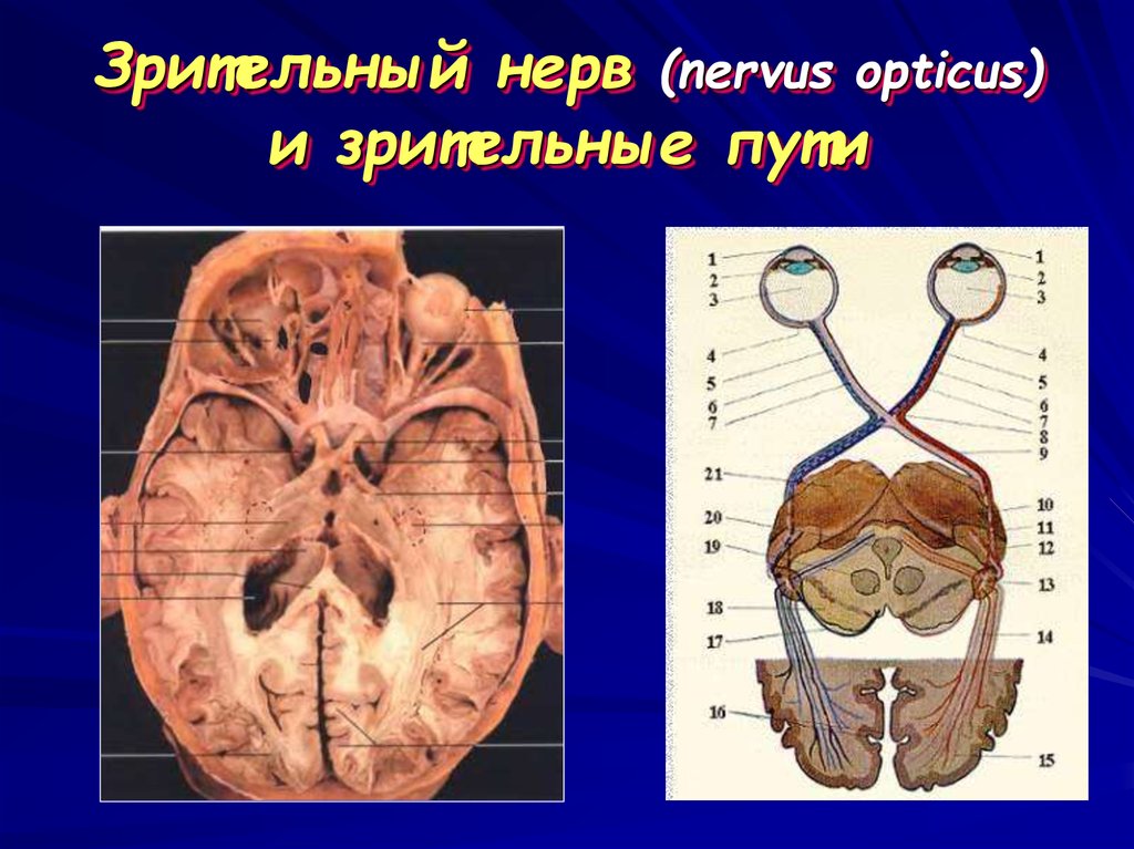 Зрительный нерв анатомия. Зрительный нерв. Pрительный нерв. Зрительный нерв (nervus Opticus). Анатомия зрител ног нерва.