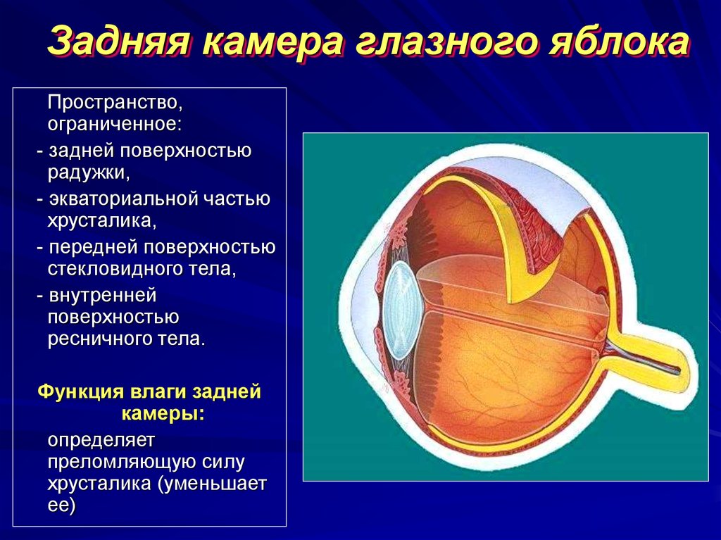 Функции передней камеры глаза. Задняя камера глаза ограничена спереди. Передняя камера глазного яблока расположена. Задняя камера глаза строение и функции. Задняя камера глазного яблока ограничена спереди:.