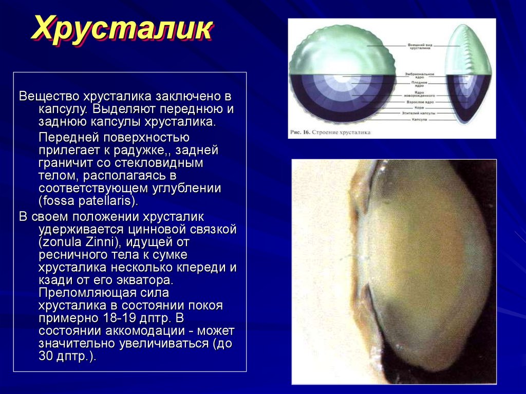 Какую форму имеет хрусталик