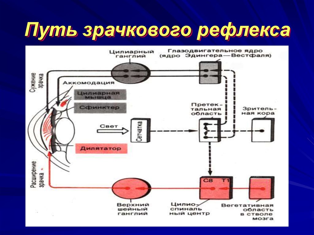 Схема аккомодационного рефлекса - 98 фото