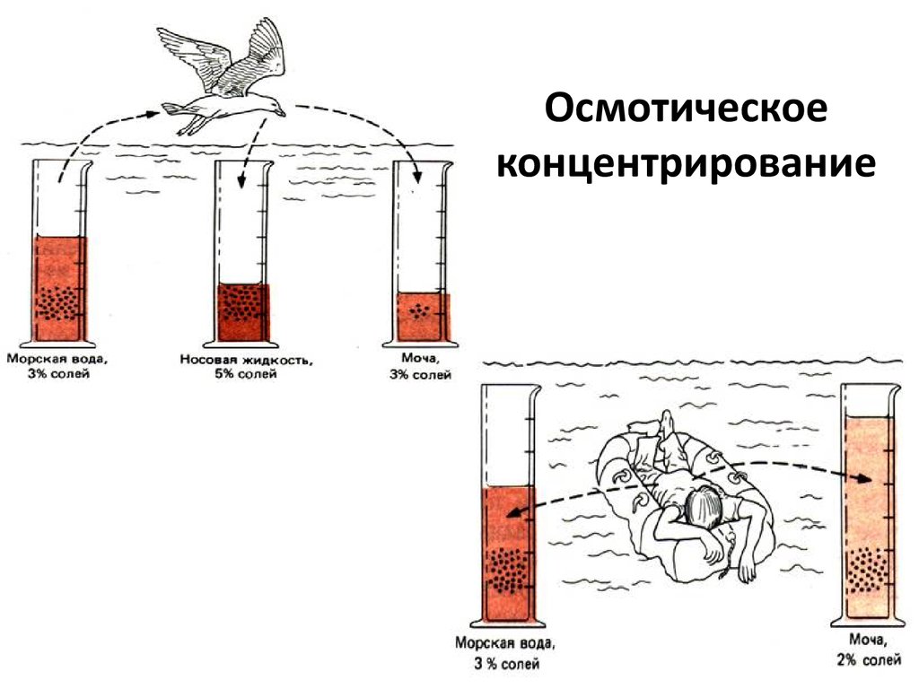 Осмотическая электростанция проект по физике