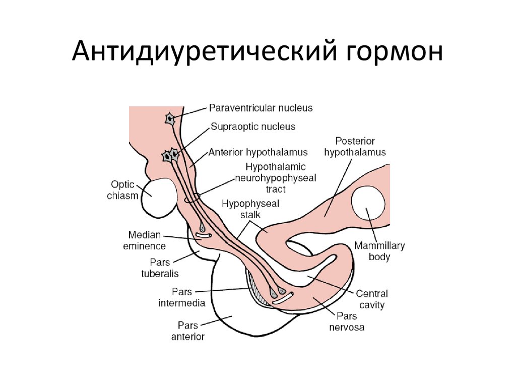 Антидиуретический гормон гипофиза. Антидиуретический гормон секретируется в. АДГ гормон функции. Антидиуретический гормон структура. Андидиуритеческие гормоны.
