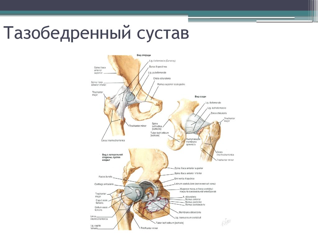 Тазобедренный сустав соединение. Тазобедренный сустав правый вид спереди. Тазобедренный сустав анатомия Синельников. Связки тазобедренного сустава анатомия. Тазобедренный анатомия строение связки.