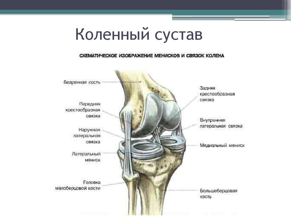 Устройство коленного сустава человека фото и описание