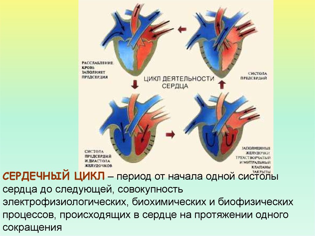 Сокращение предсердий в сердечном цикле. Сердечный цикл. Систола сердца. Систола желудочков. Гемодинамика систолы предсердий.