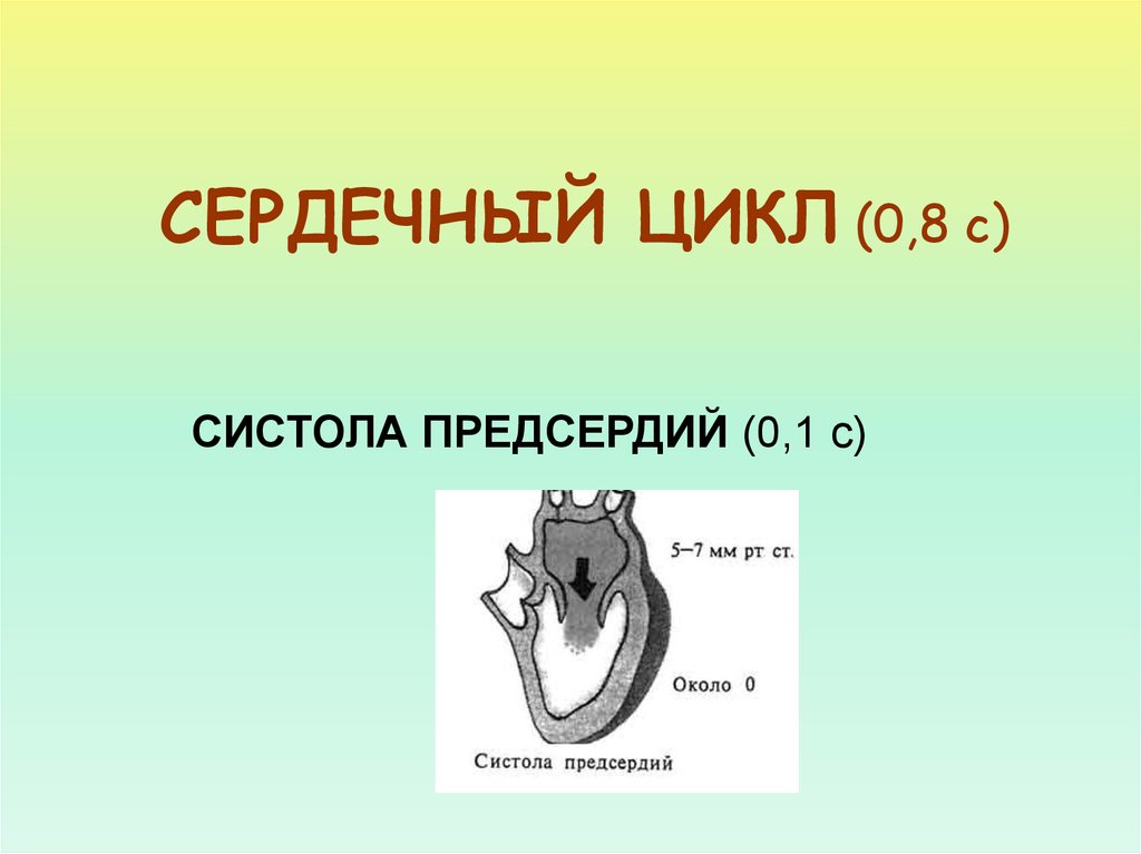 Что такое систола сердца. Систола сердца. Сердечный цикл биофизика. Систола предсердий. Цикл0н3 кл0д.