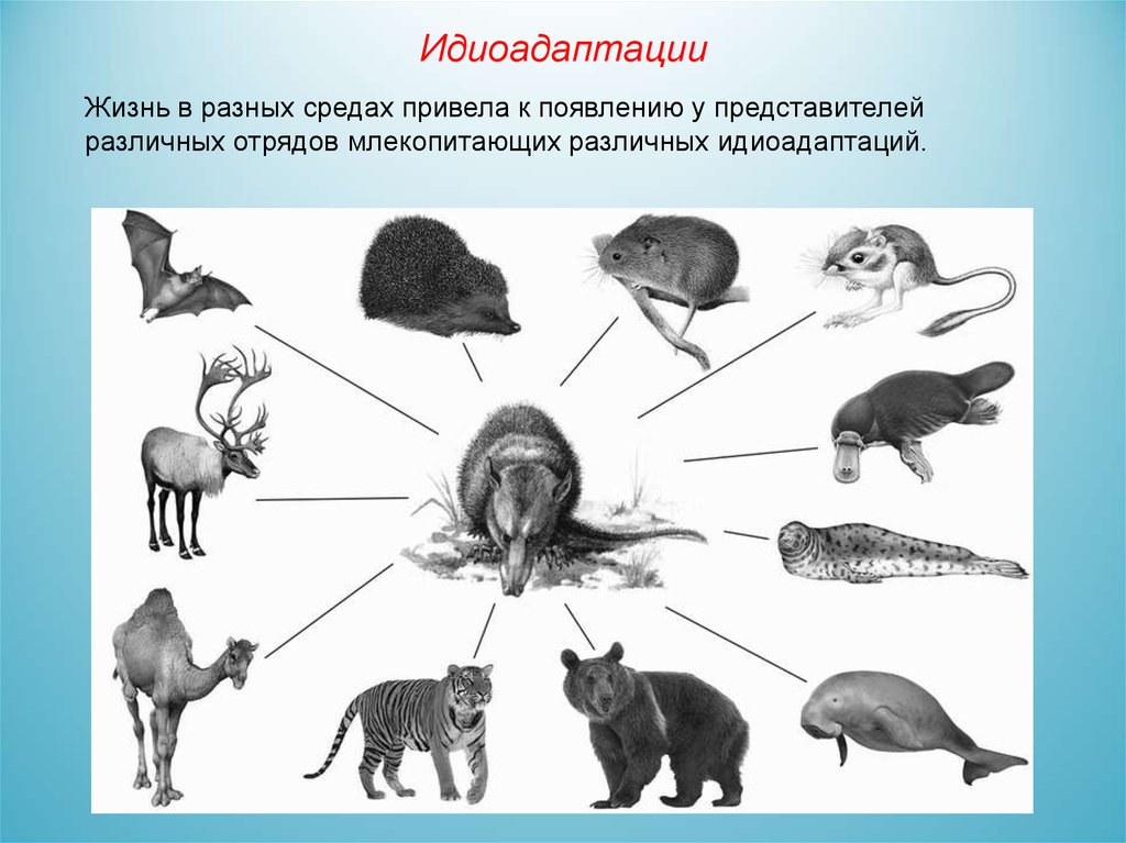 Определите по рисунку направления эволюции. Представители разных отрядов млекопитающих. Идиоадаптации млекопитающих. Биологический Прогресс у животных. Ароморфозы млекопитающих животных.