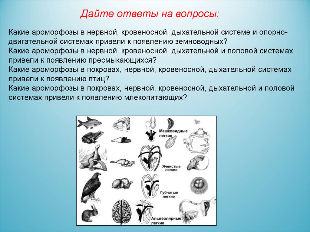 Примеры ароморфоза у птиц. Ароморфозы нервной системы млекопитающих. Ароморфозы дыхательной системы позвоночных. Ароморфозы позвоночных животных. Ароморфозы дыхательной системы животных.