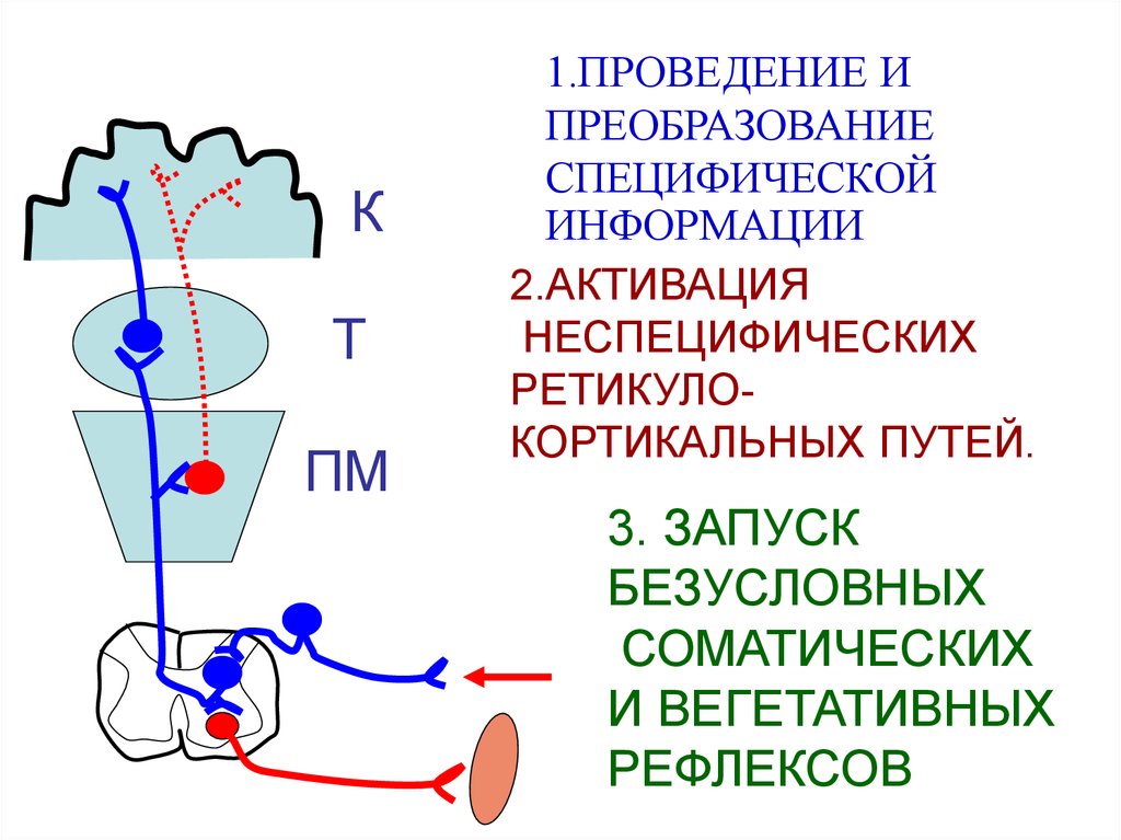 Физиология анализаторов физиология презентация