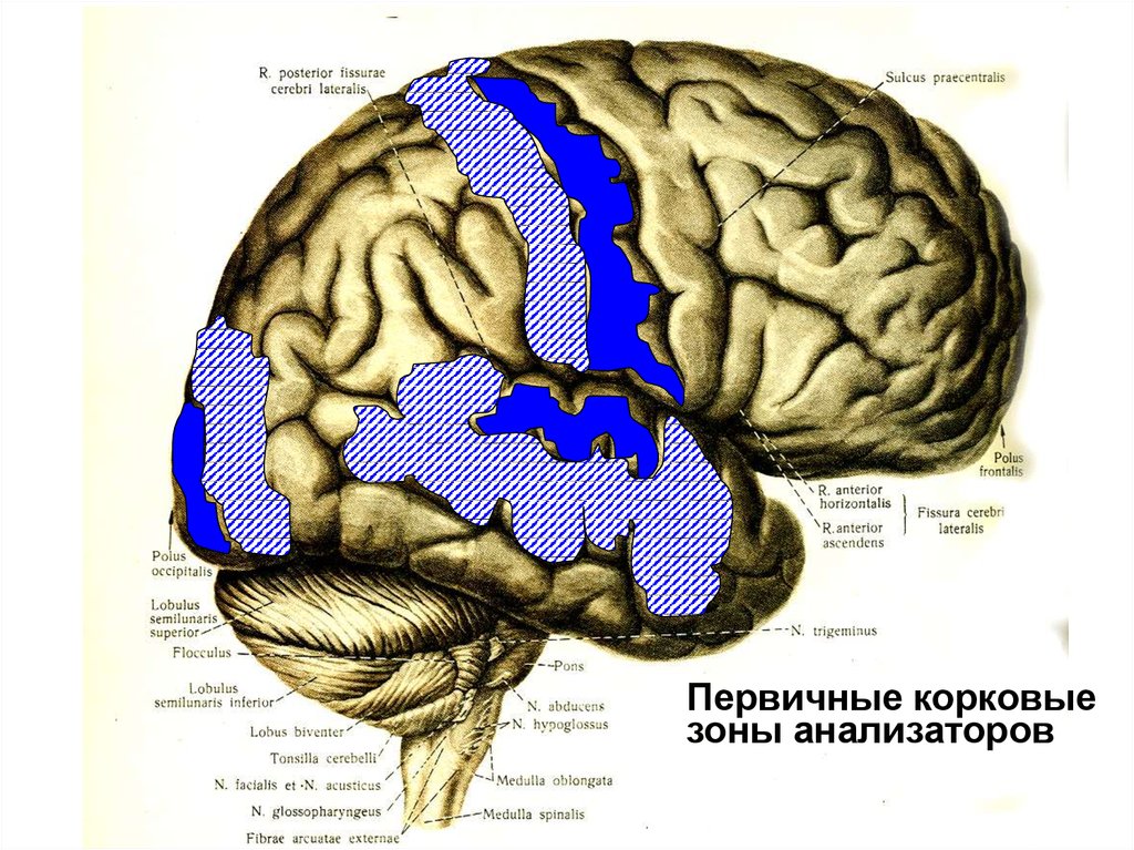 Центры анализаторов. Корковые концы болевого анализатора. Корковые зоны анализаторов строение. Функции коркового отдела анализатора. Корковой анализатор физиология.