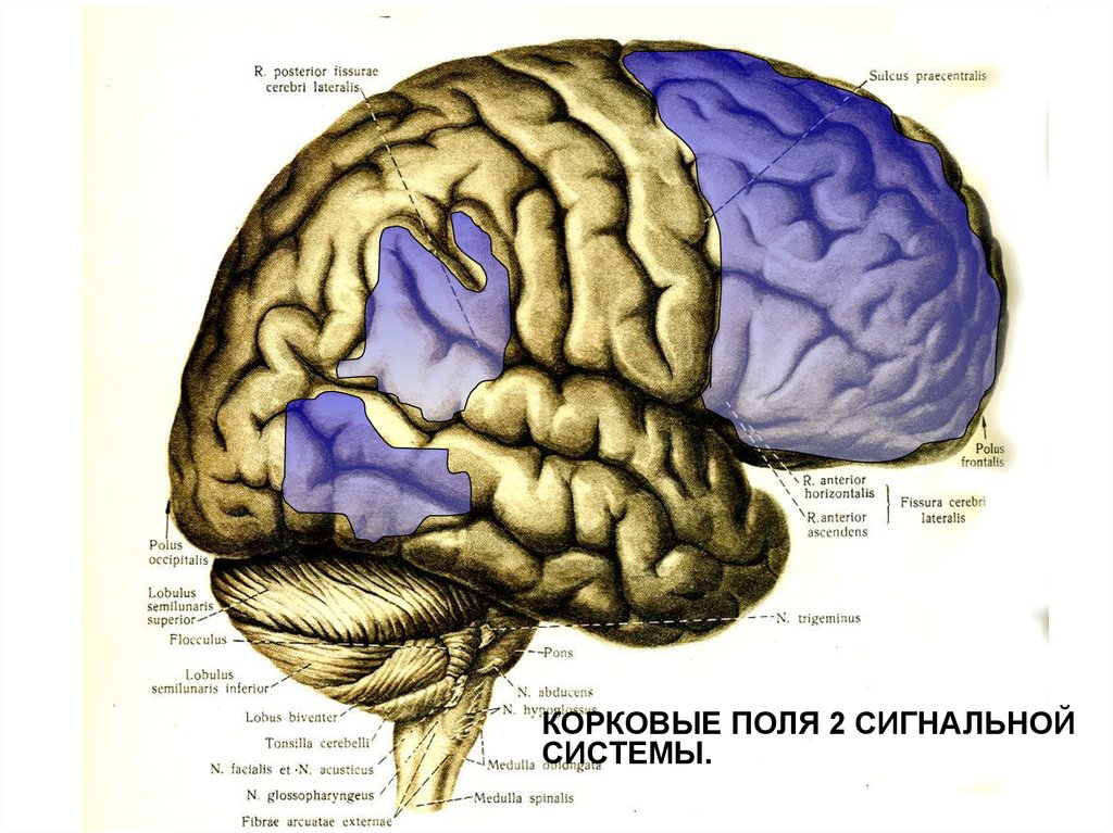 Корковые анализаторы. Центральный отдел анализатора физиология. Строение анализатора физиология. Анализатор с физиологической. Анализаторы 2 сигнальной системы.