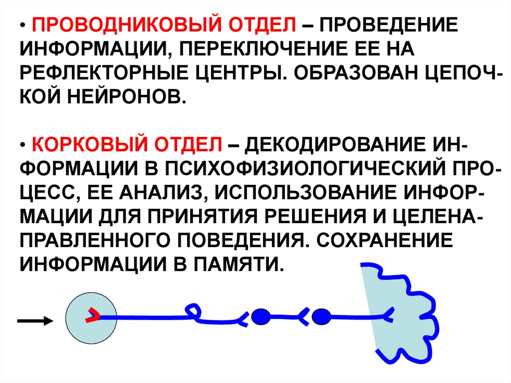 Проводниковый отдел. Проводниковый и корковый отделы зрительной системы.. Проводниковый и корковый отделы зрительной сенсорной системы. Проводниковый отдел анализатора. Проводниковый и корковый отделы зрительного анализатора физиология.