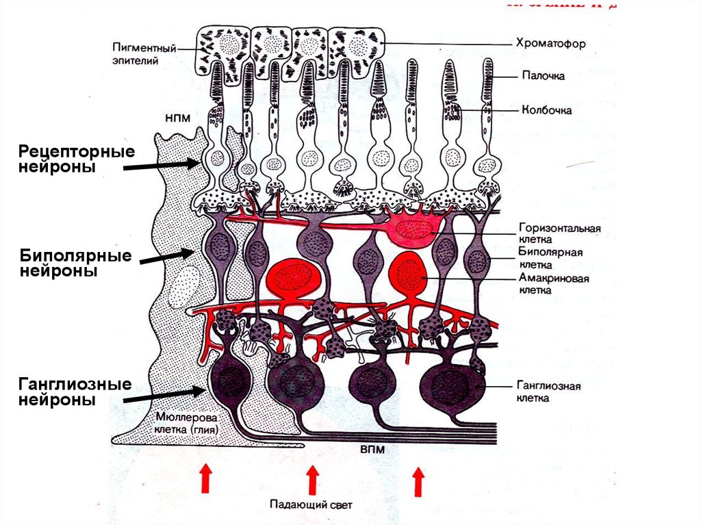 Что воспримут изображенные на рисунке рецепторные клетки. Рецепторный отдел зрительного анализатора строение и функции. Рецепторного аппарата зрительного анализатора функции. Рецепторные клетки зрительного анализатора. Ганглиозные Нейроны.