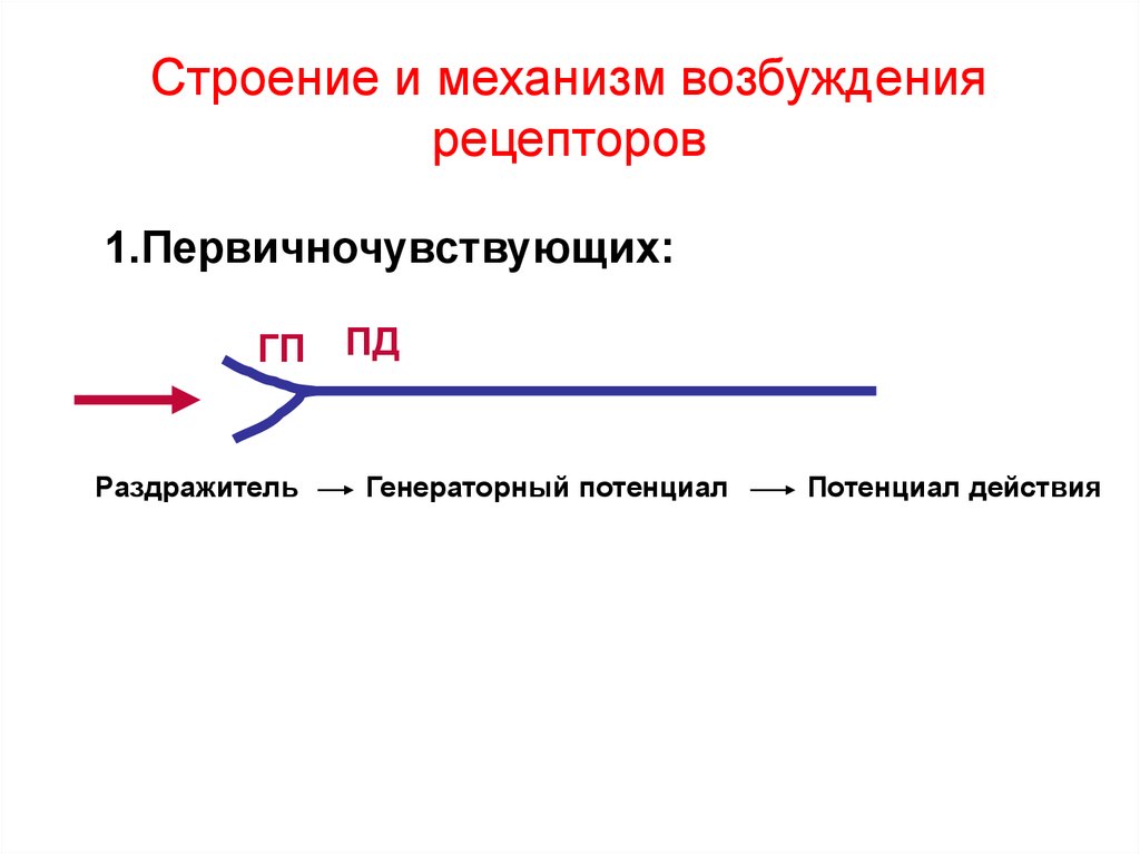 Физиология анализаторов физиология презентация