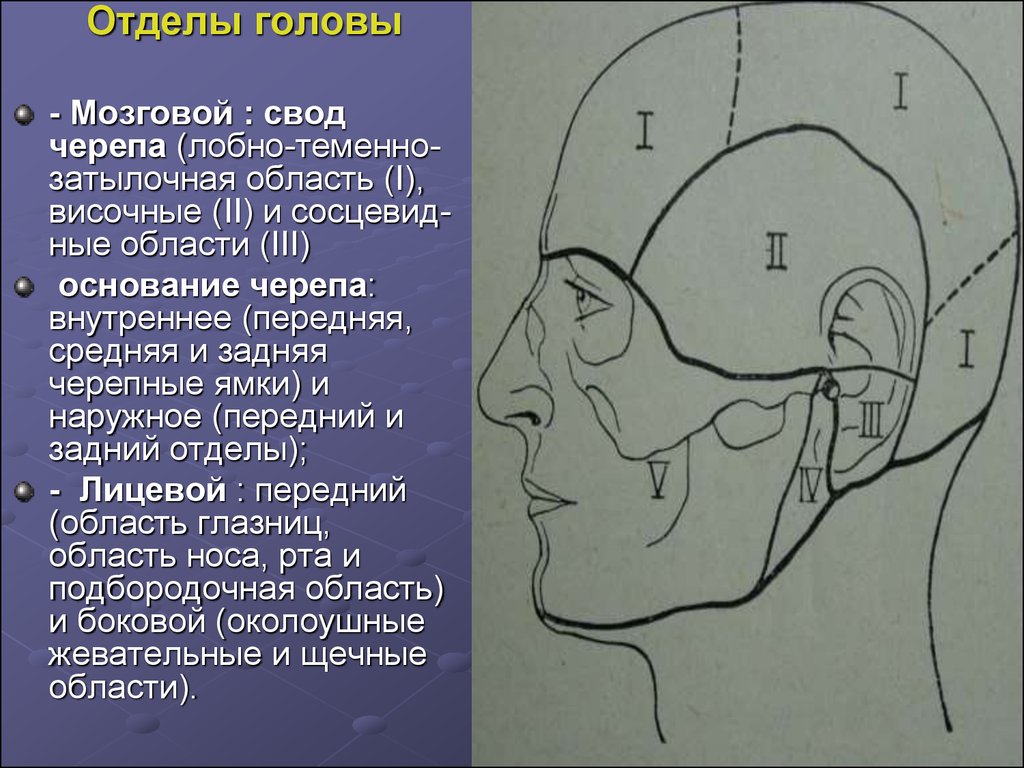 Свод головного мозга. Области мозгового отдела головы топографическая анатомия. Височная область головы топографическая анатомия. Мозговой отдел черепа свод лобно теменно затылочная область. Границы височной области топографическая анатомия.