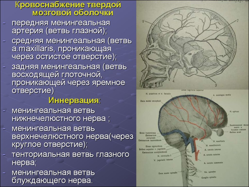 Средняя мозговая. Кровоснабжение твердой мозговой оболочки. Нервы твердой оболочки головного мозга. Топографическая анатомия оболочек головного мозга твердая. Иннервация твердой оболочки головного мозга анатомия.