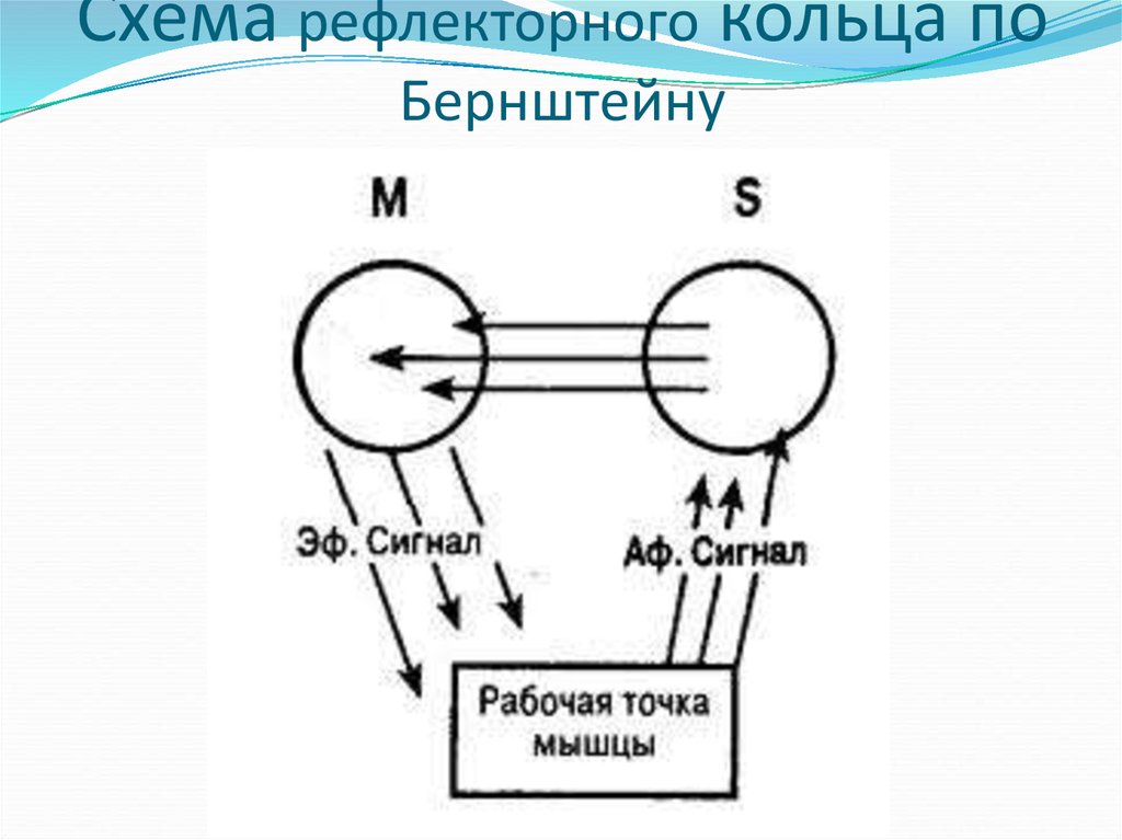 Схема рефлекторного кольца по бернштейну