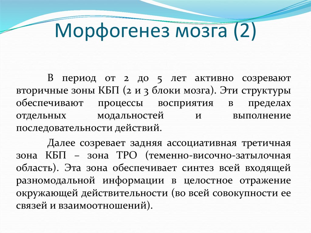 Морфогенез мозга. К какому возрасту созревают вторичные зоны. Морфогенез головного мозга исследовательская работа. Последовательность этапов морфогенеза головного мозга:.