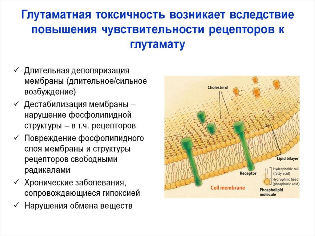 Чувствительные рецепторы