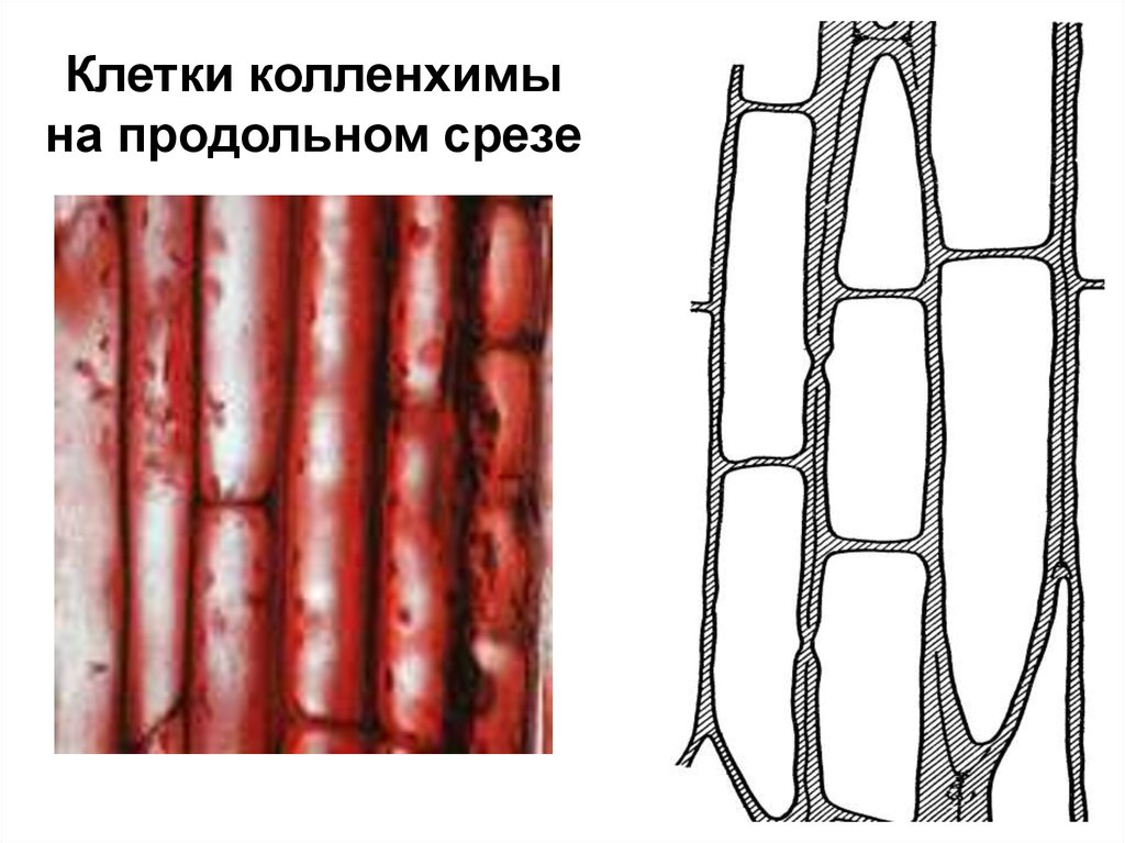 Какая механическая ткань. Механическая ткань растений колленхима. Колленхима продольный срез.