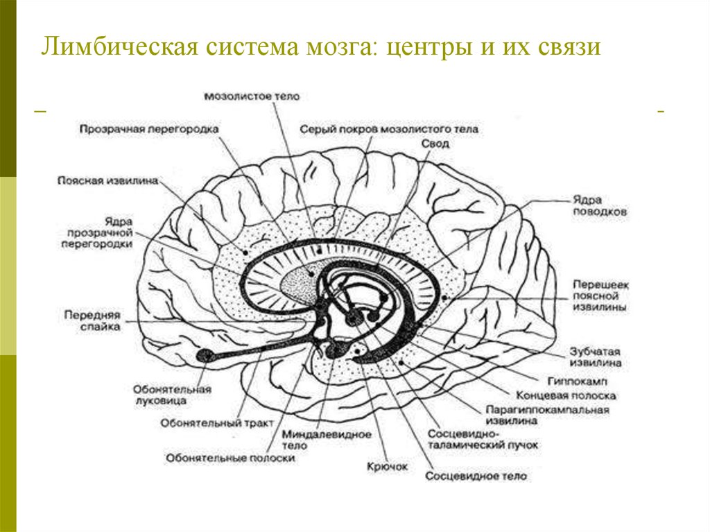 Лимбическая структура мозга. Лимбическая система головного мозга анатомия. Лимбическая система головного мозга схема. Структуры головного мозга, относящиеся к лимбической системе..