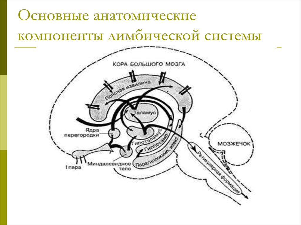 Лимбическая структура мозга