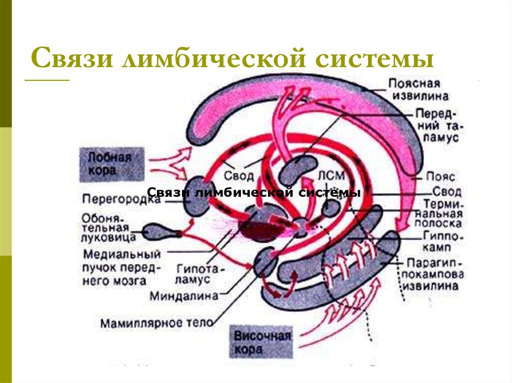 Лимбическая система схема