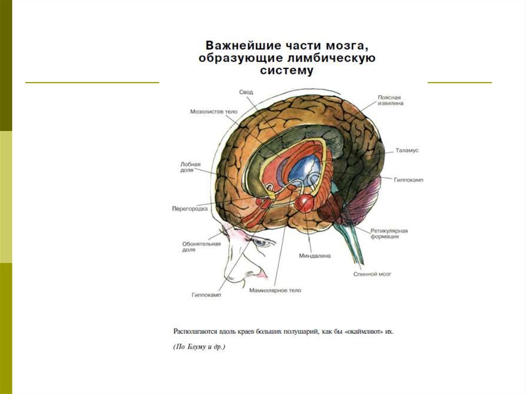 За что отвечает лимбическая система мозга. Парагиппокампальная извилина. Важнейшие части мозга образующие лимбическую систему. Лимбическая система анатомия. Миндалина лимбической системы.