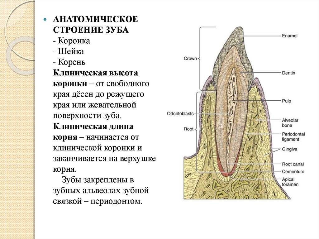 Тип строения зуба. Анатомическое строение зуба гистология. Гистология зуба строение зуба. Строение твердых тканей зуба гистология. Дентин пульпа гистология.