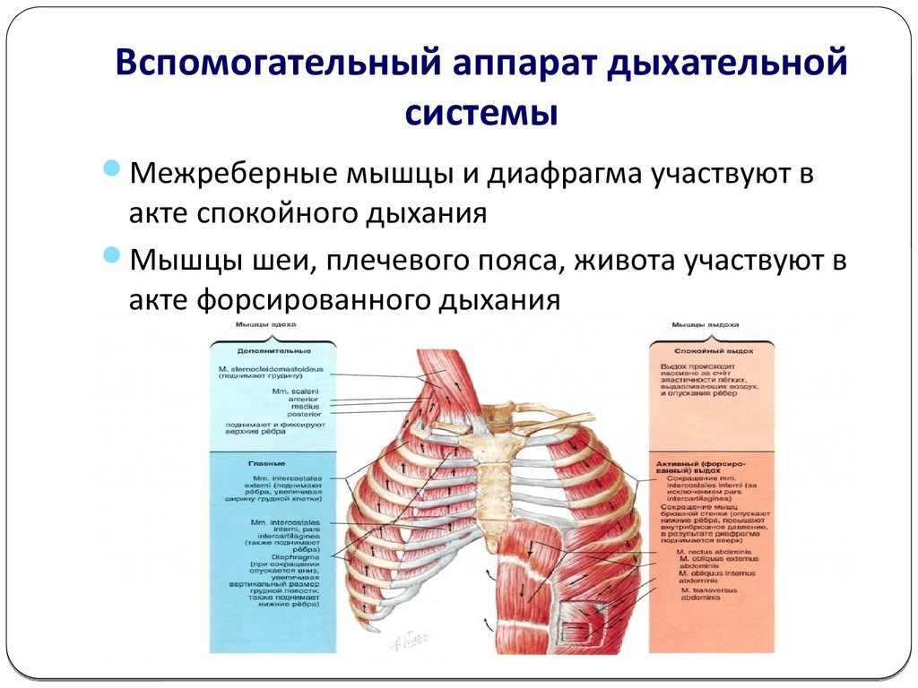 Мышцы дыхания выдох. Костно-мышечная система дыхательной системы. Вспомогательные дыхательные мышцы. Основные и вспомогательные дыхательные мышцы. Вспомогательный аппарат дыхательной системы.