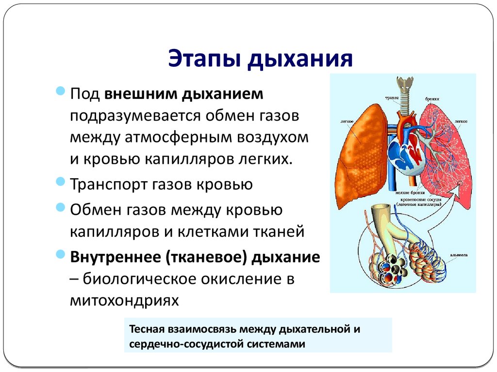 Внутреннее дыхание является. Этапы процесса дыхания схема. Процесс дыхания этапы анатомия. Процесс дыхания (этапы процесса дыхания).. Этапы дыхания внешнее дыхание.