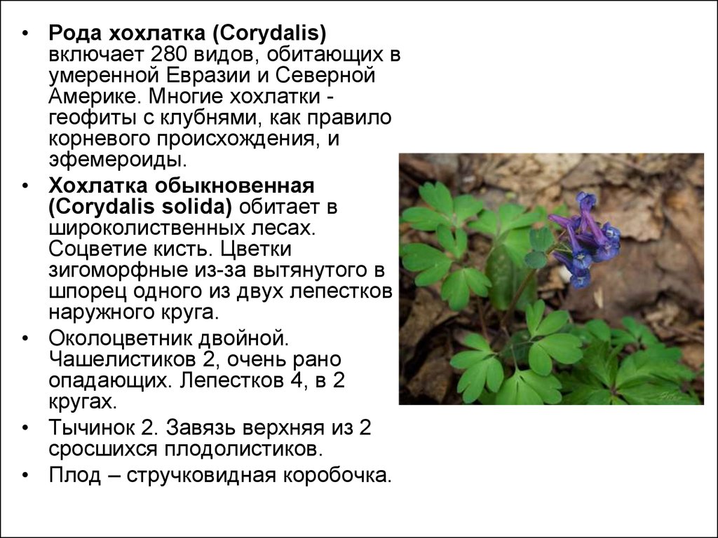 Цветок хохлатка фото и описание