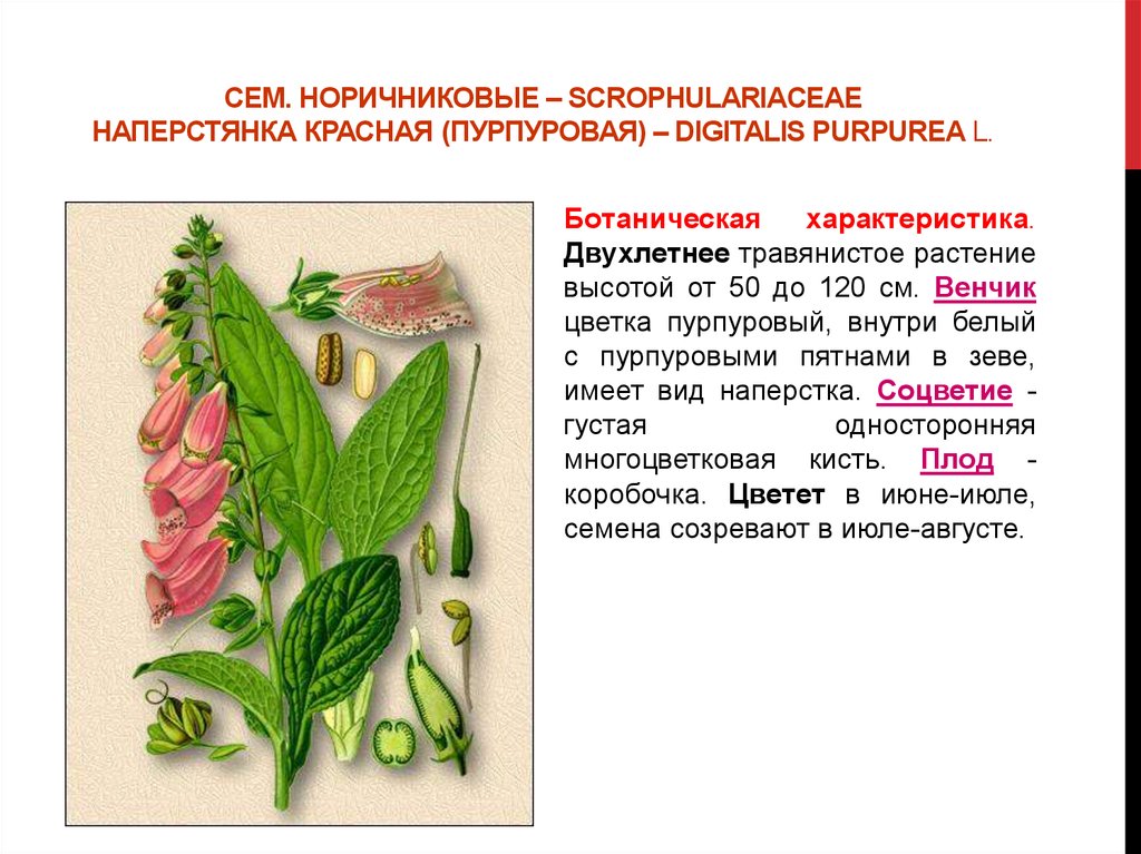 Сем. норичниковые – Scrophulariaceae Наперстянка красная (пурпуровая) – Digitalis purpurea L.