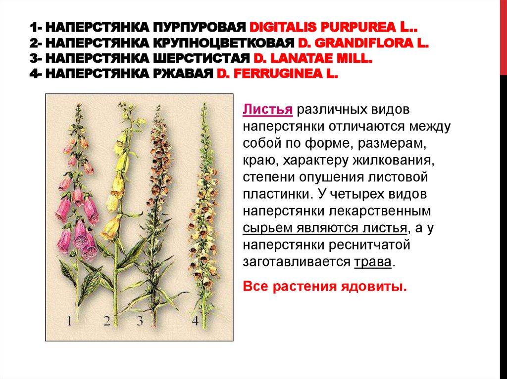 1- наперстянка пурпуровая Digitalis purpurea L.. 2- наперстянка крупноцветковая D. grandiflora L. 3- наперстянка шерстистая D. lanatae Mill. 4- наперстянка ржавая D. ferr