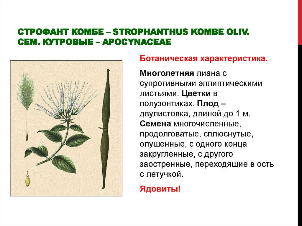 Строфант Комбе – Strophanthus Kombe Oliv. Сем. кутровые – Apocynaсeae