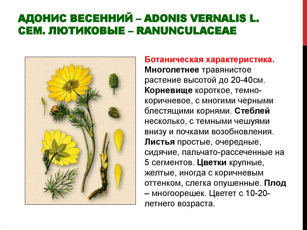 Адонис весенний – Adonis vernalis L. Сем. лютиковые – Ranunculaceae
