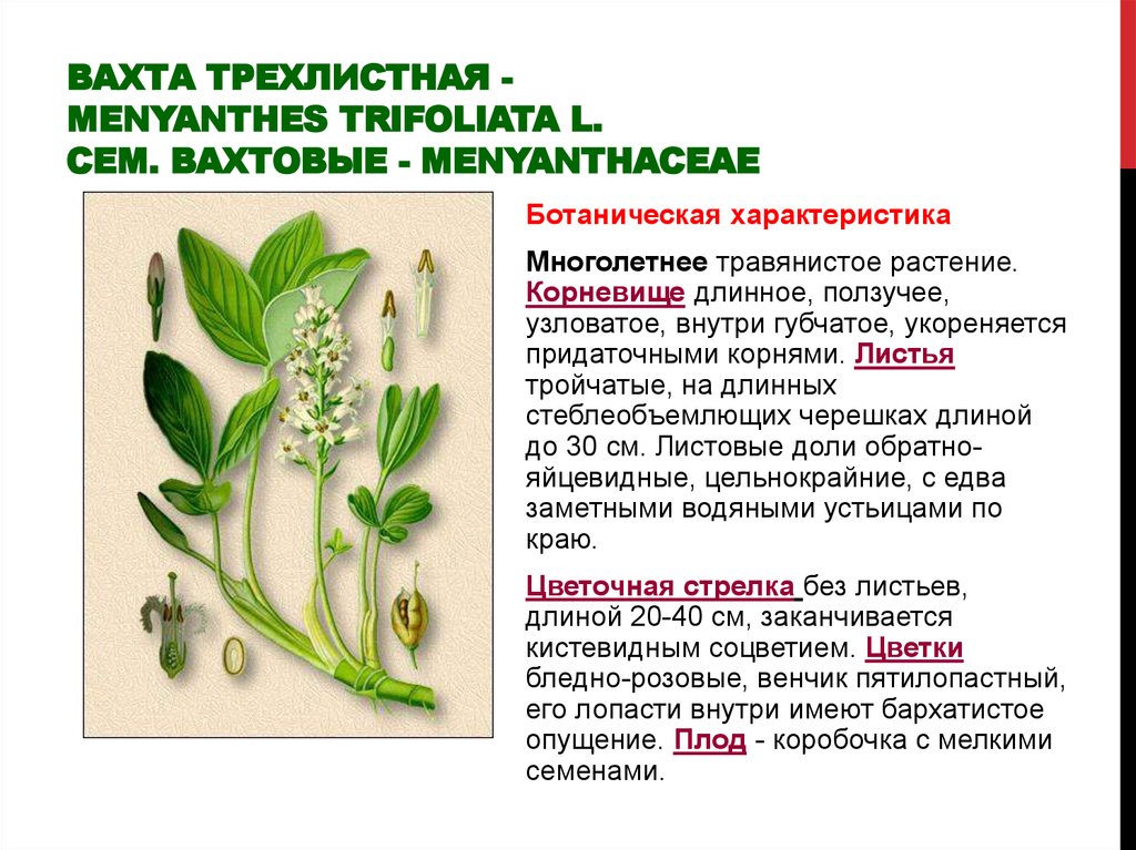 Вахта трехлистная - Menyanthes trifoliata L. Сем. вахтовые - Menyanthaceae