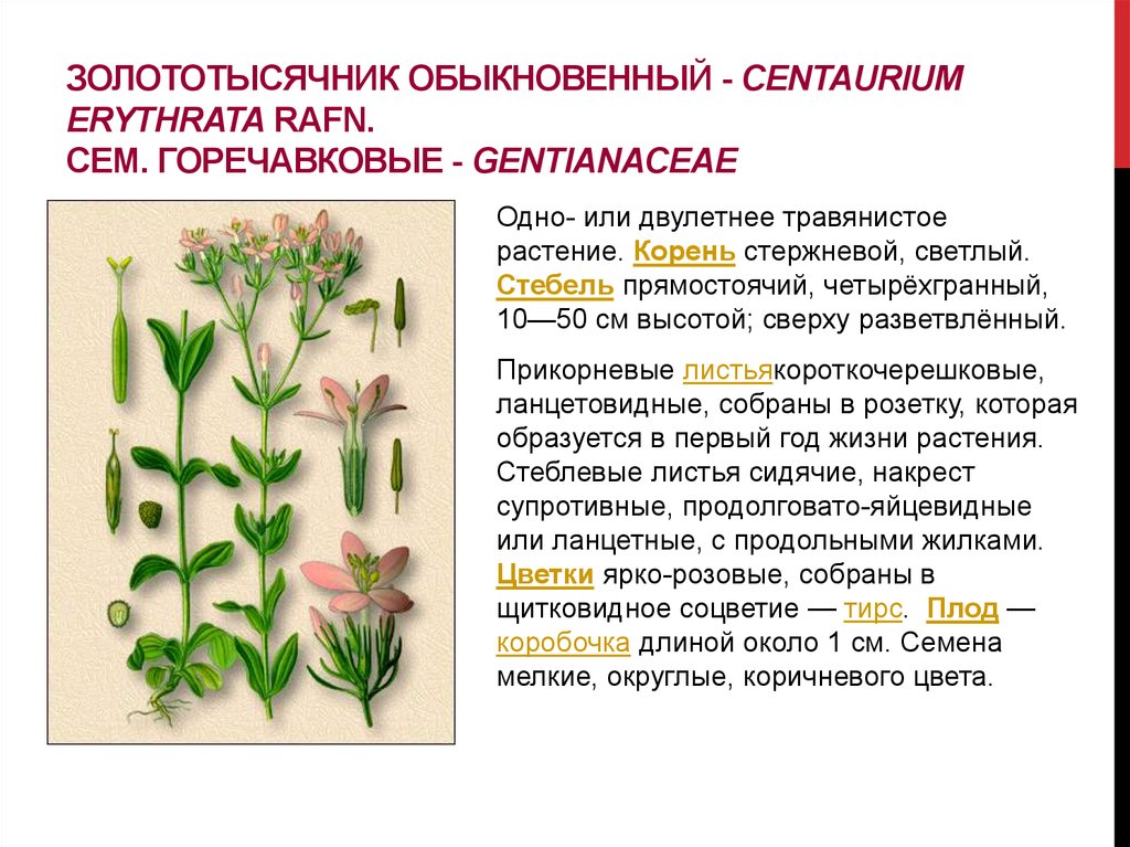 Золототысячник обыкновенный - Centaurium erythrata Rafn. Сем. горечавковые - Gentianaceae