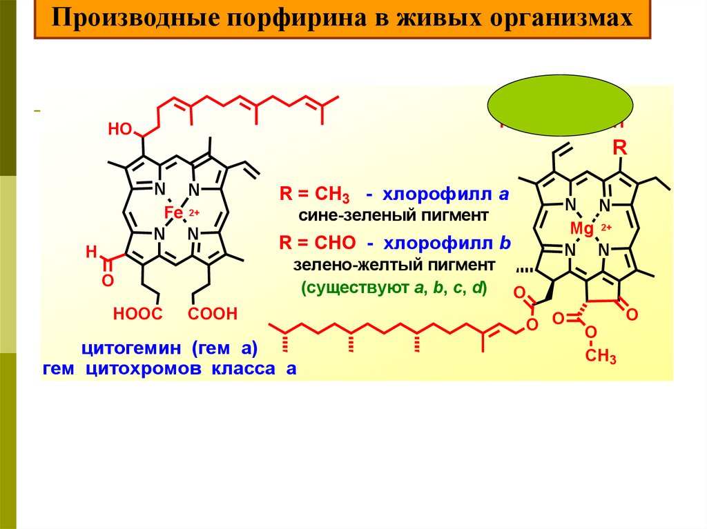 Хлорофилл химический состав