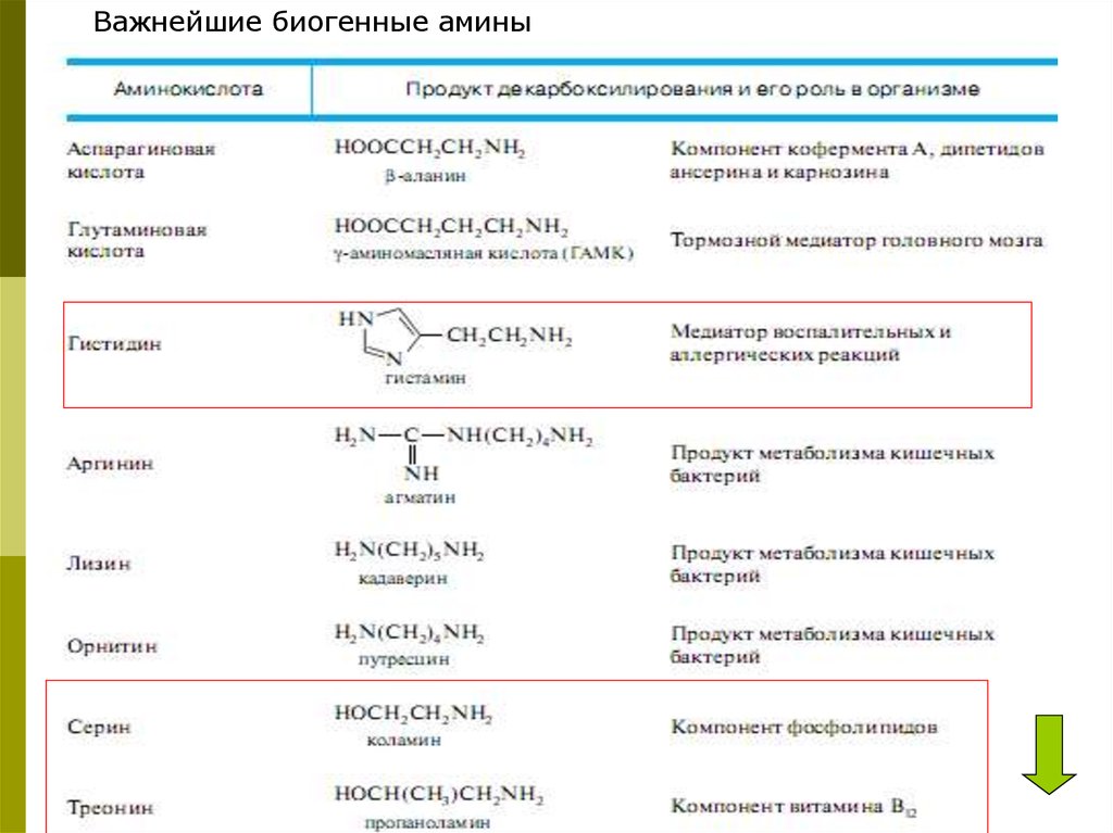 Биогенные амины это. Биологическая роль биогенных Аминов таблица. Биогенные Амины таблица биохимия. Биогенные Амины образование биологическая роль. Биогенные Амины роль в организме.