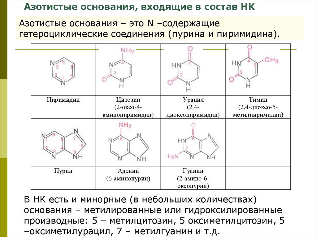 Азотистые основания. Гетероциклические основания РНК. Азотсодержащих гетероциклических соединений.Пурин. Азотистые основания содержащие аминогруппу. Пуриновые гетероциклические соединения.