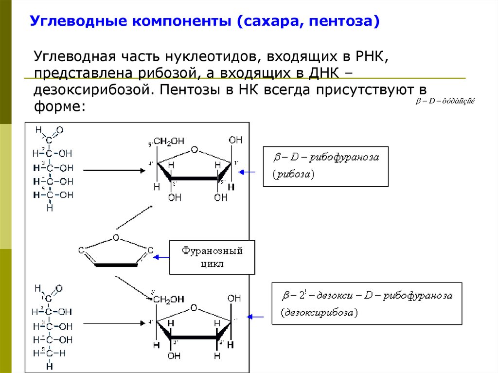 В нуклеотиды входит рибоза. Реакция на присутствие углеводных компонентов. Структура углеводных компонентов. Реакция на углеводный компонент. Углеводные компоненты нуклеотидов.