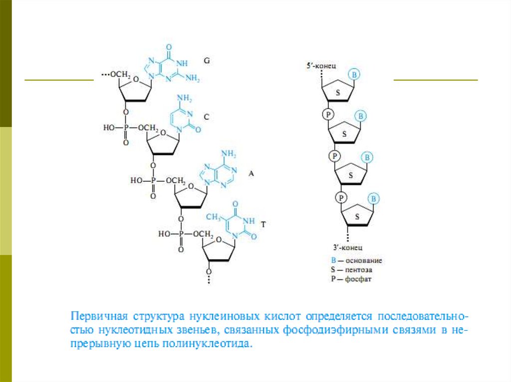 Строение полинуклеотида в виде схемы