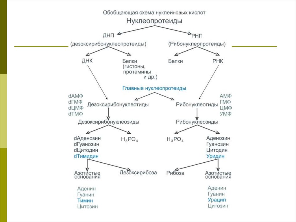 Пути использования в организме продуктов гидролиза нуклеиновых. Схема гидролиза нуклеопротеинов. Схема полного гидролиза дезоксирибонуклеопротеида. Схему гидролиза рибонуклеопротеида. Распад нуклеопротеинов биохимия схема.