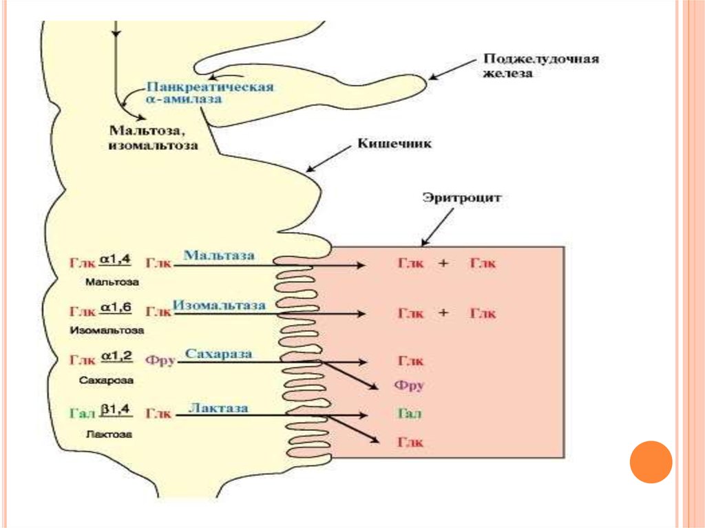 Лактаза вырабатывается. Сахарозо-изомальтазная недостаточность. Сахаразо-изомальтазного комплекса. Ферменты поджелудочной железы амилаза мальтаза. Сахарозно-изомальтааазный комплекс комплекса.