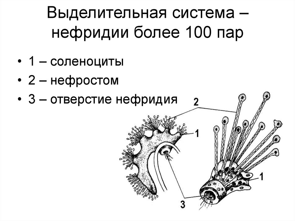 Нефридии ланцетника рисунок