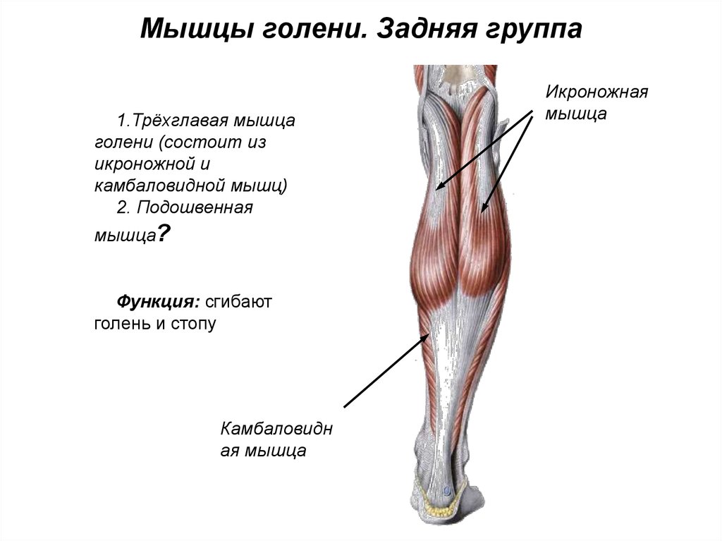 Икроножная мышца. Трехглавая мышца голени состоит из. Мышцы голени анатомия задняя функции. Трехглавая икроножная мышца голени. Функция задней большеберцовой мышцы голени.